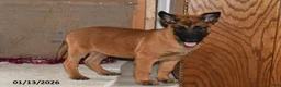 Belgian Malinois dogs for sale: Diesel - Ad 12