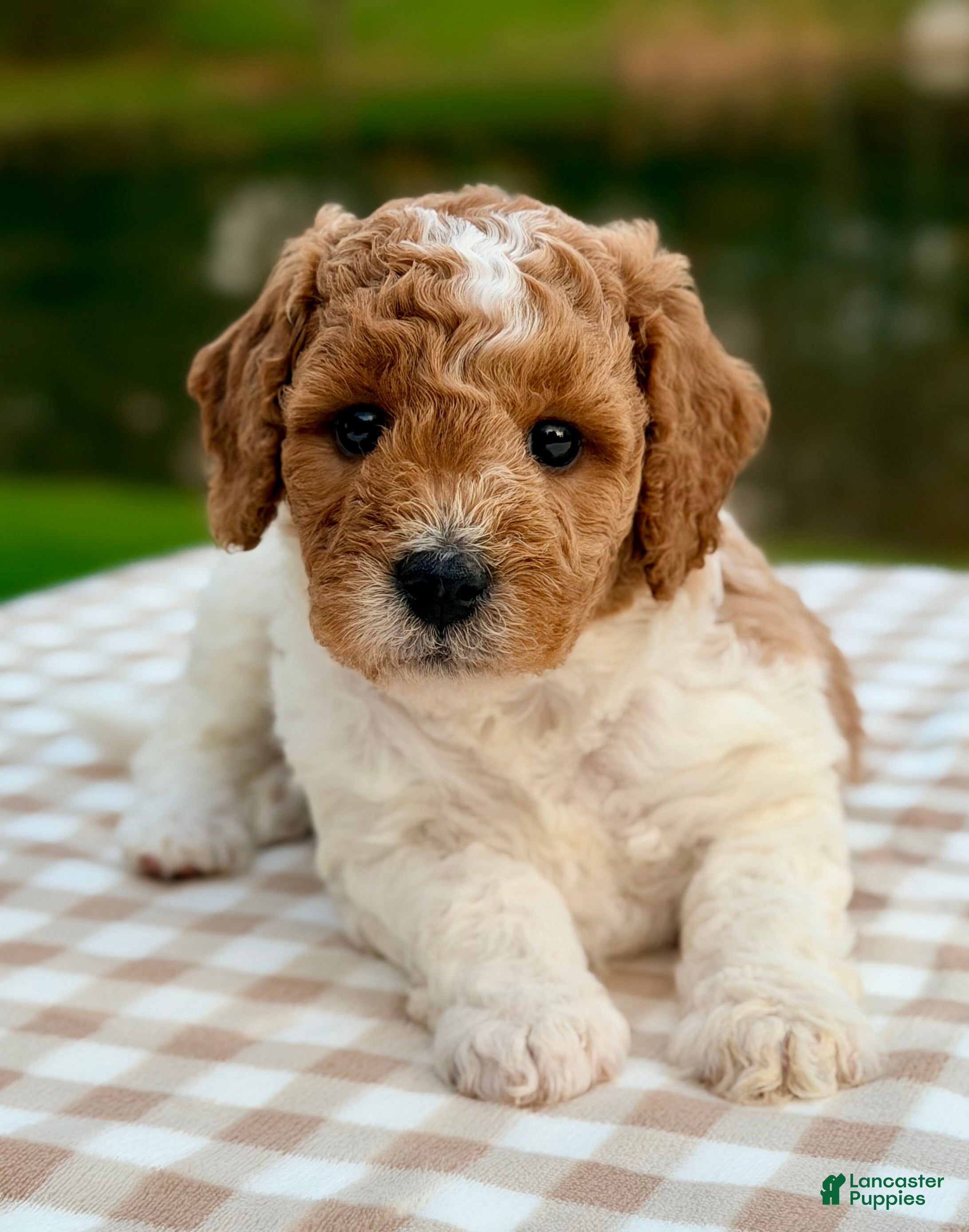 Goldendoodle dogs for sale: Nutmeg-mini  - Ad 2
