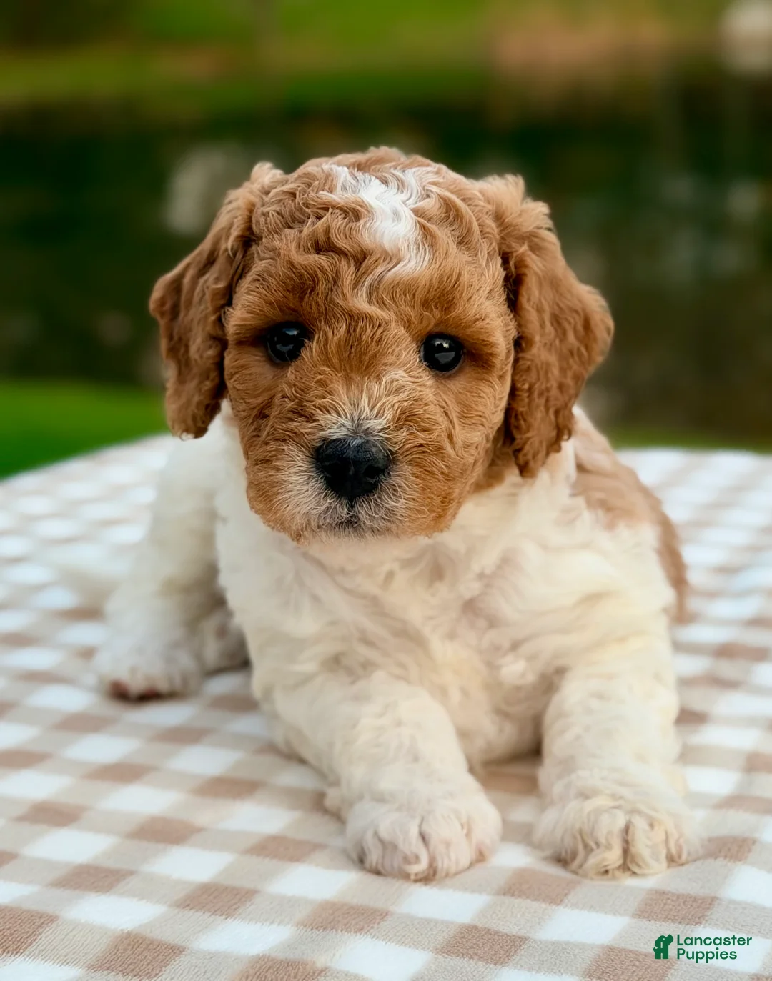Goldendoodle dogs for sale: Nutmeg-mini  - Ad 2