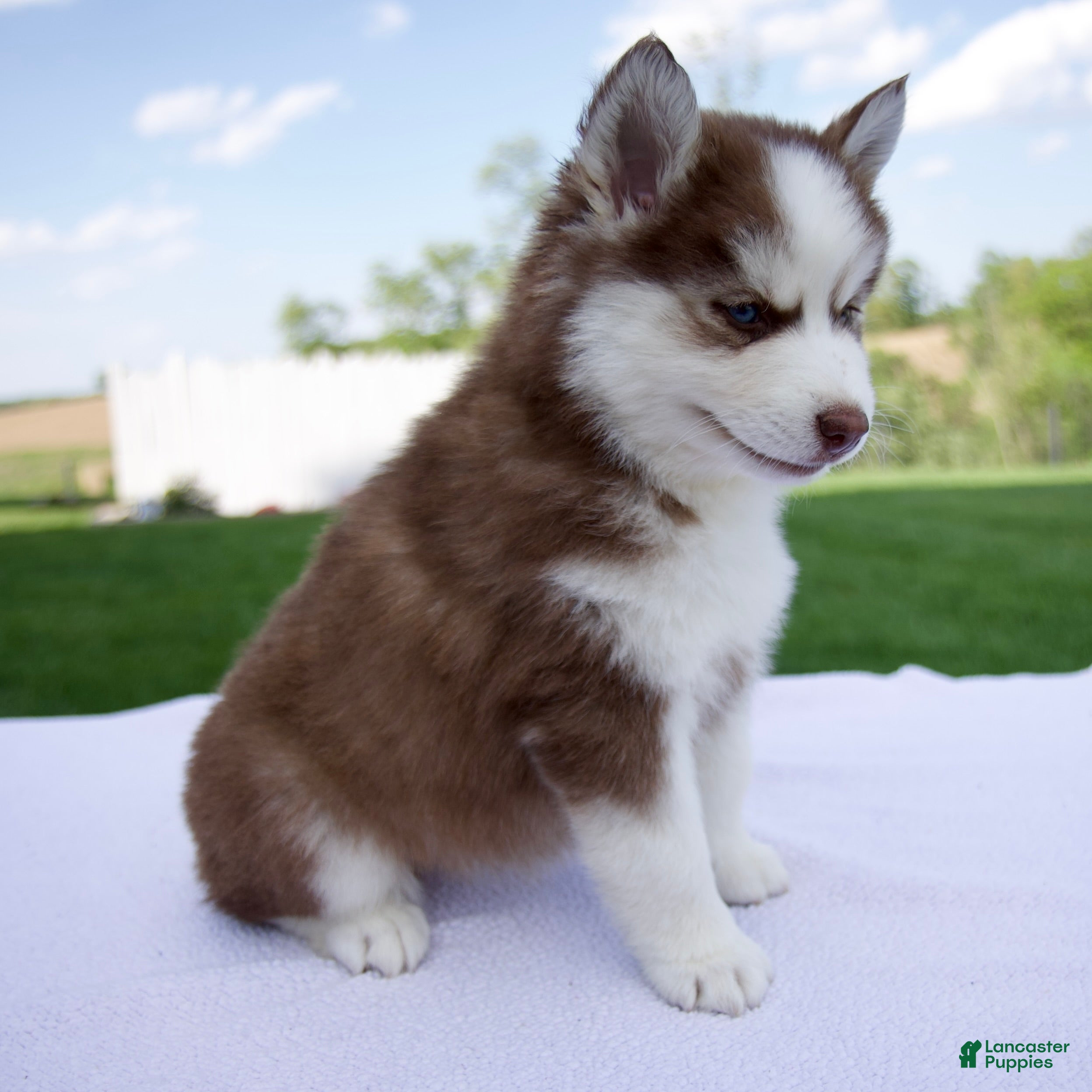 Pomsky dogs Sierra  - Ad 2