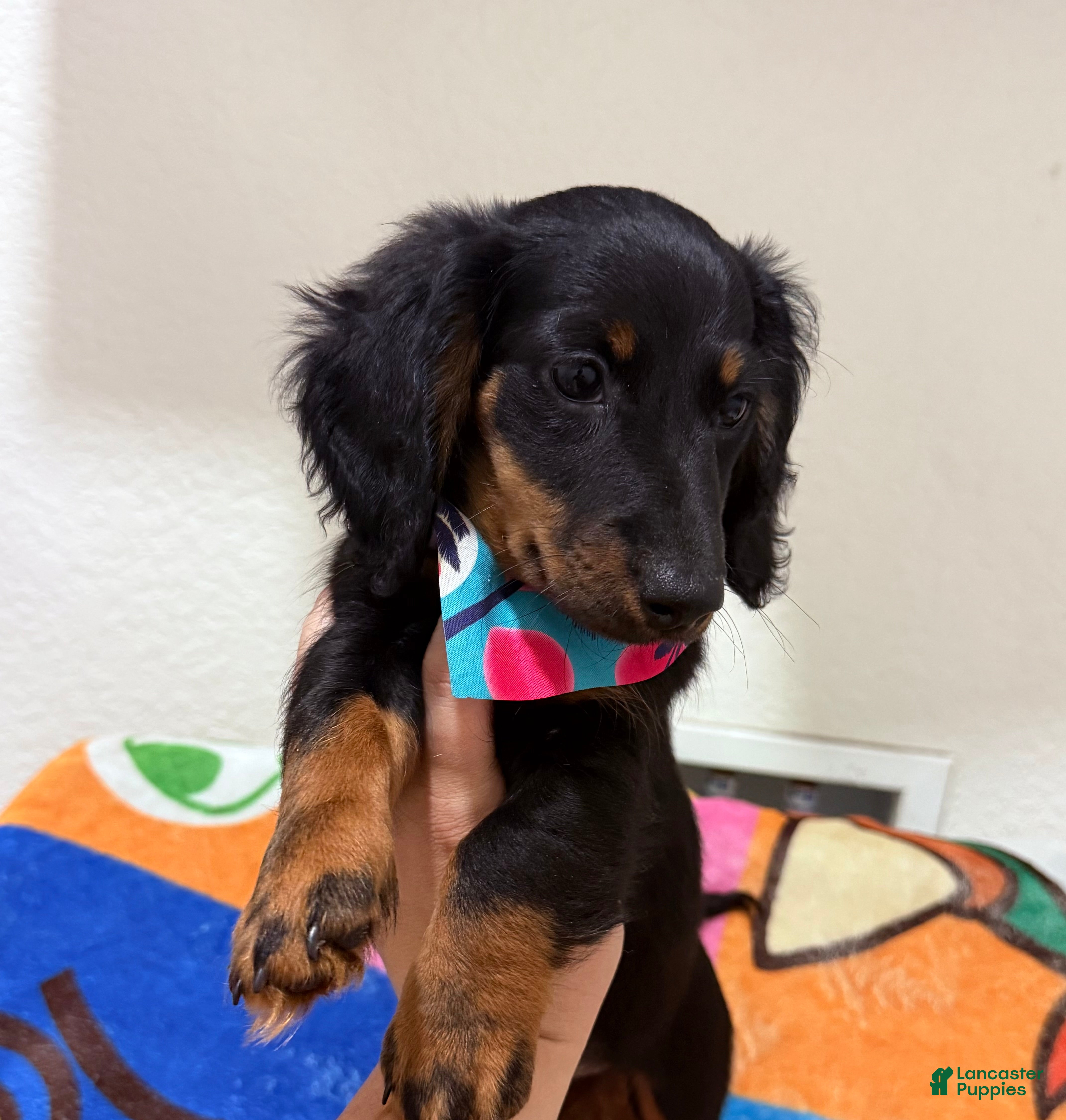 Miniature Dachshund dogs Mini Dachshund Boy 3 - Ad 2