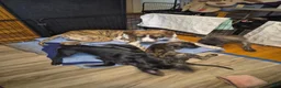Great Dane dogs for sale: Fury - Ad 23