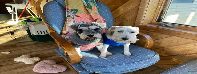 Heidi and Koda