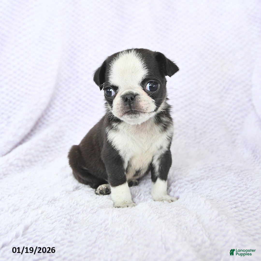 Pug dogs for sale: Waldo - Ad 4