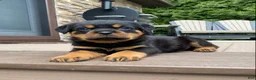 Rottweiler dogs for sale: Zeus - Ad 1