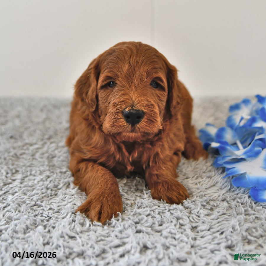 Mini Goldendoodle dogs Sawyer - Ad 2