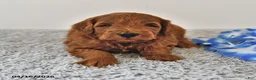 Mini Goldendoodle dogs for sale: Sawyer - Ad 6