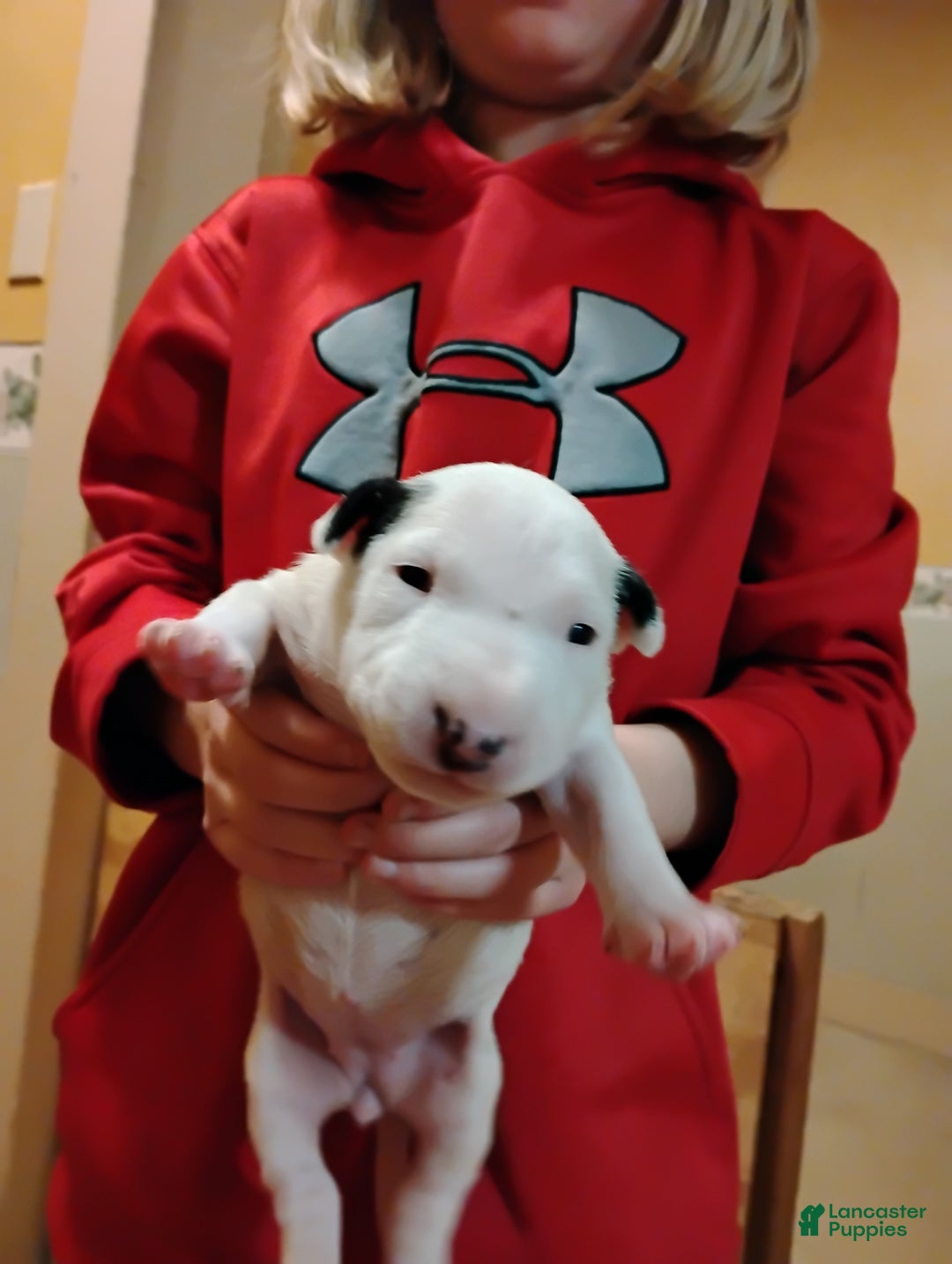 Bull Terrier dogs for sale: Bull Terrier Puppy 2(lil miss) - Ad 1