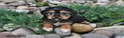 Shorkie dogs for sale: Stella - Ad 5