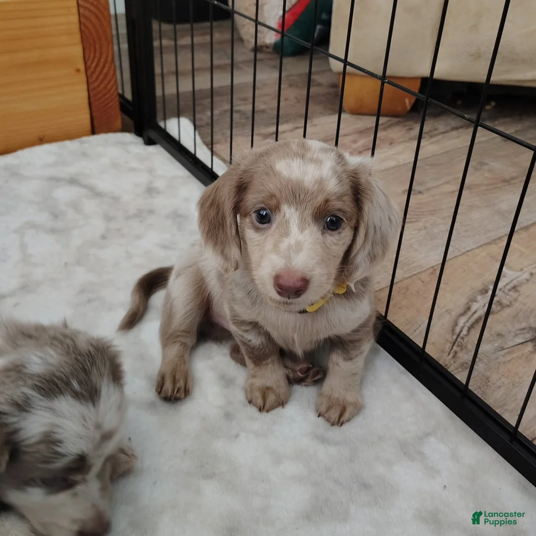 Dachshund dogs for sale: Dachshund Puppy 4 - Ad 1