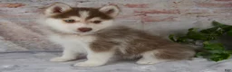 Pomsky dogs for sale: Genna - Ad 2