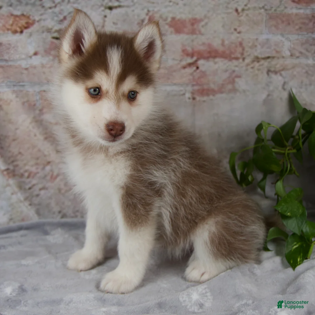 Pomsky dogs for sale: Genna - Ad 2