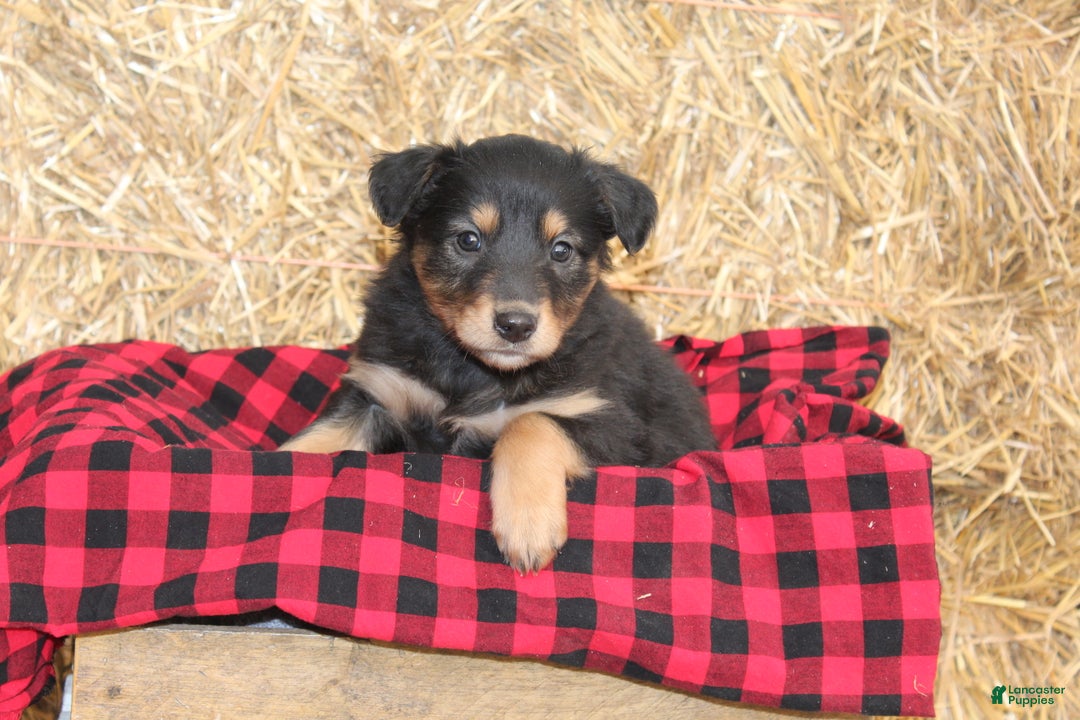 English Shepherd dogs for sale: Taffy - Ad 3