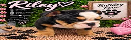 English Bulldog dogs for sale: Riley - Ad 4
