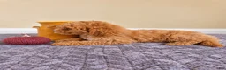 Cavapoo dogs for sale: Harlow - Ad 3
