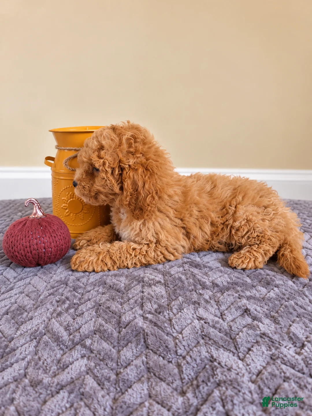 Cavapoo dogs for sale: Harlow - Ad 3