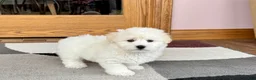 Coton De Tulear dogs for sale: Rodney - Ad 6