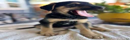Mixed Breed dogs for sale: Alfa - Ad 4