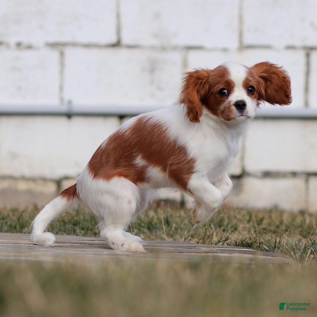 Cavalier King Charles Spaniel dogs for sale: Maddie the Cavalier King Charles Spaniel Puppy - Ad 3