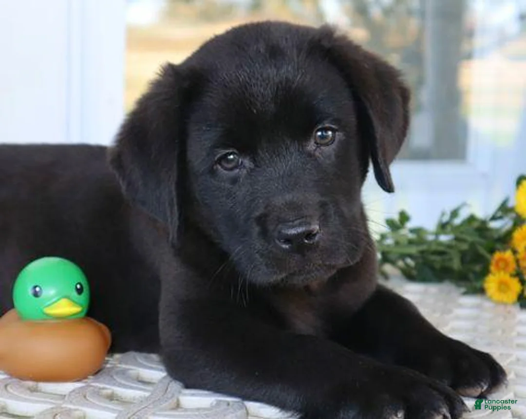 Labrador Retriever dogs for sale: Hunter - Champ lines - Ad 1