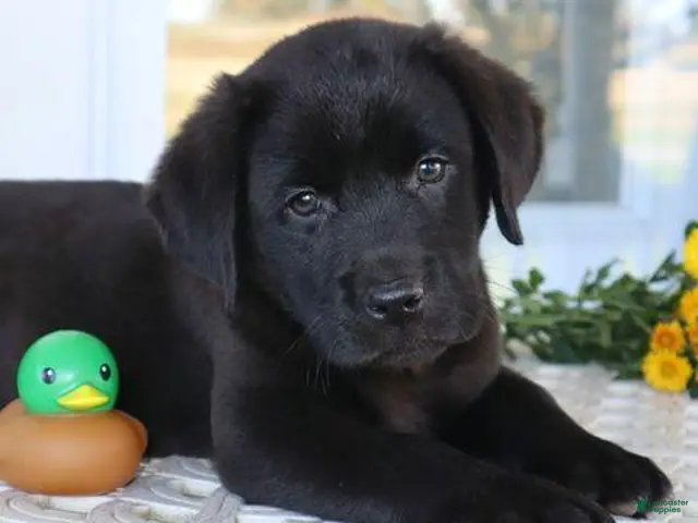 Labrador Retriever dogs for sale: Hunter - Champ lines - Ad 1