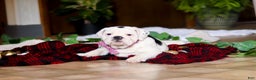 English Bulldog dogs for sale: Gracie - Ad 5