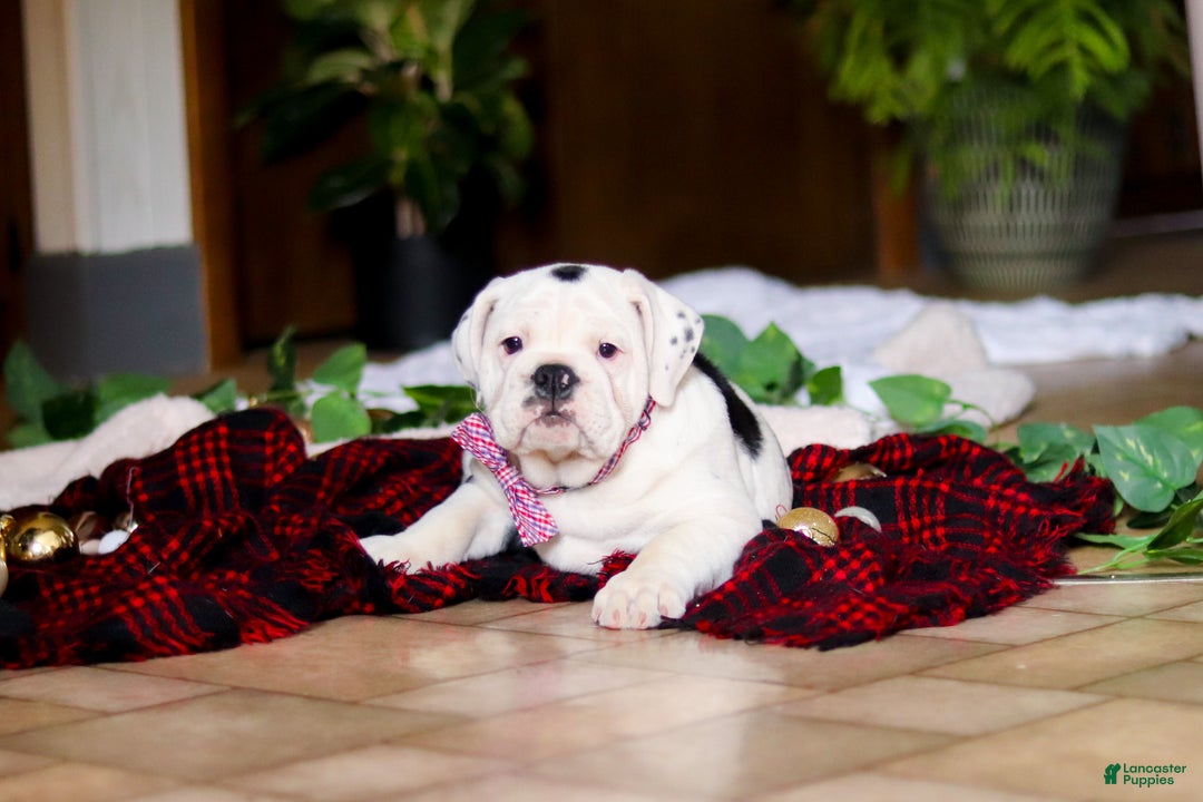 English Bulldog dogs for sale: Gracie - Ad 5