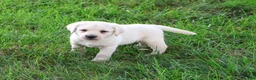 Labrador Retriever dogs for sale: Randy - Ad 2