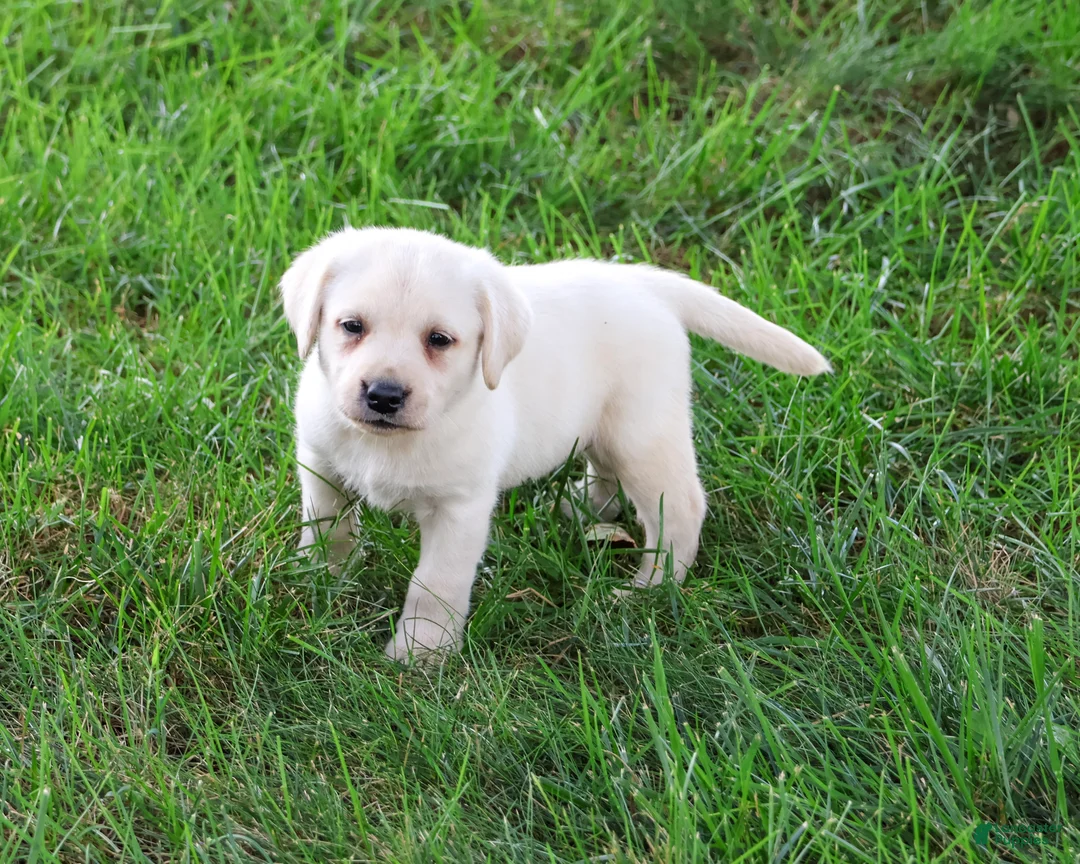 Labrador Retriever dogs for sale: Randy - Ad 2