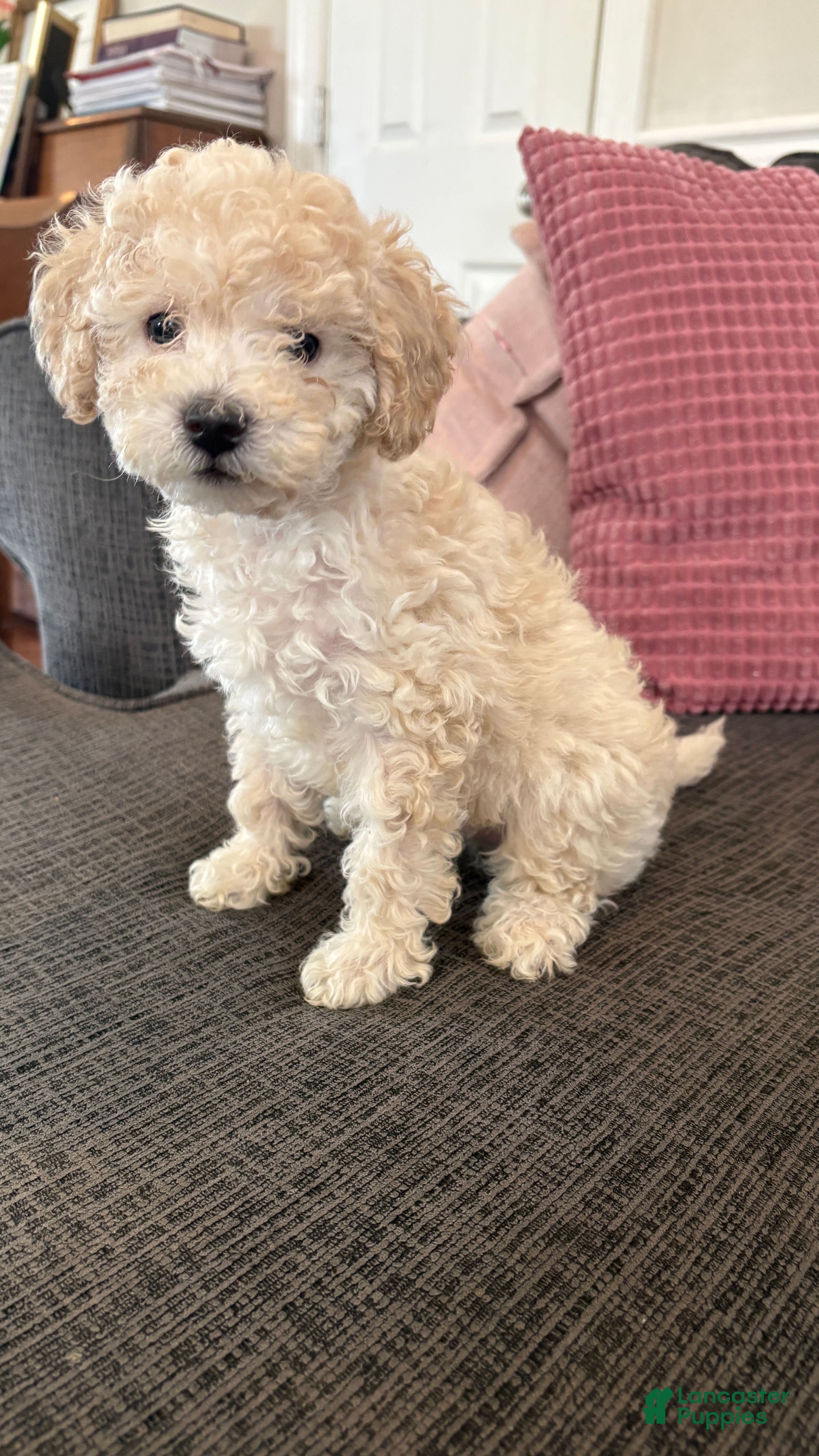 Miniature Poodle dogs Miniature Poodle 5 - Ad 1