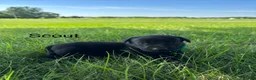 Labrador Retriever dogs for sale: scout - Ad 4