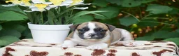 Olde English Bulldogge dogs for sale: Memphis - Ad 3