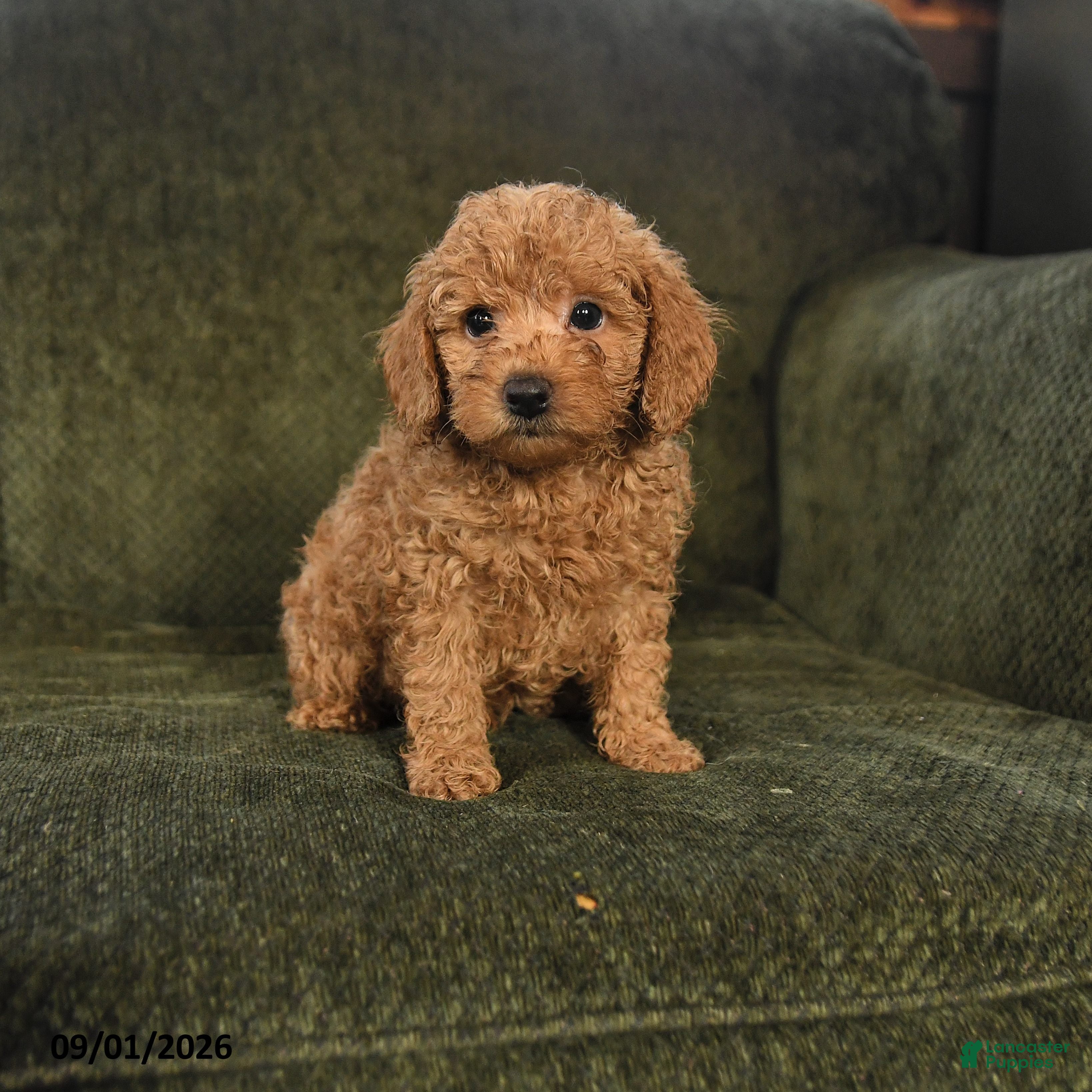 Miniature Poodle dogs Harley - Ad 1
