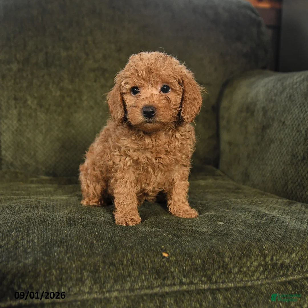 Miniature Poodle dogs for sale: Harley - Ad 1