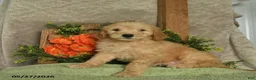 Mini Goldendoodle dogs for sale: Hunter  - Ad 1