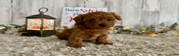 Maltipoo dogs for sale: Roxy - Ad 2
