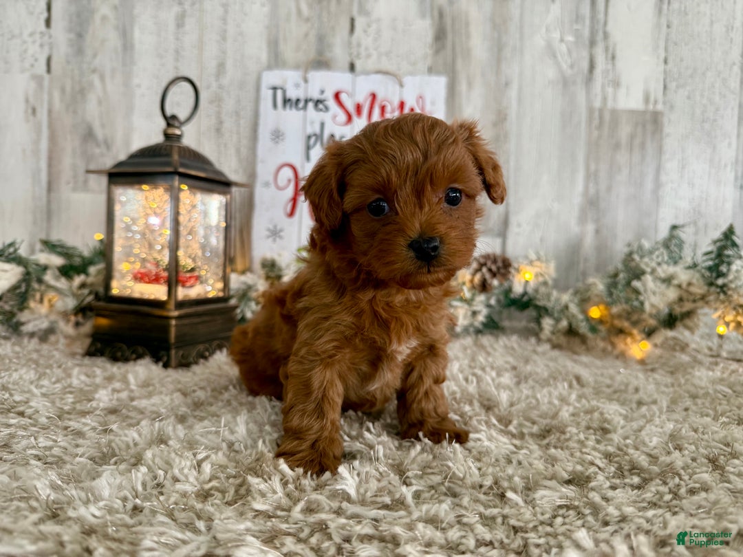 Maltipoo dogs for sale: Roxy - Ad 2