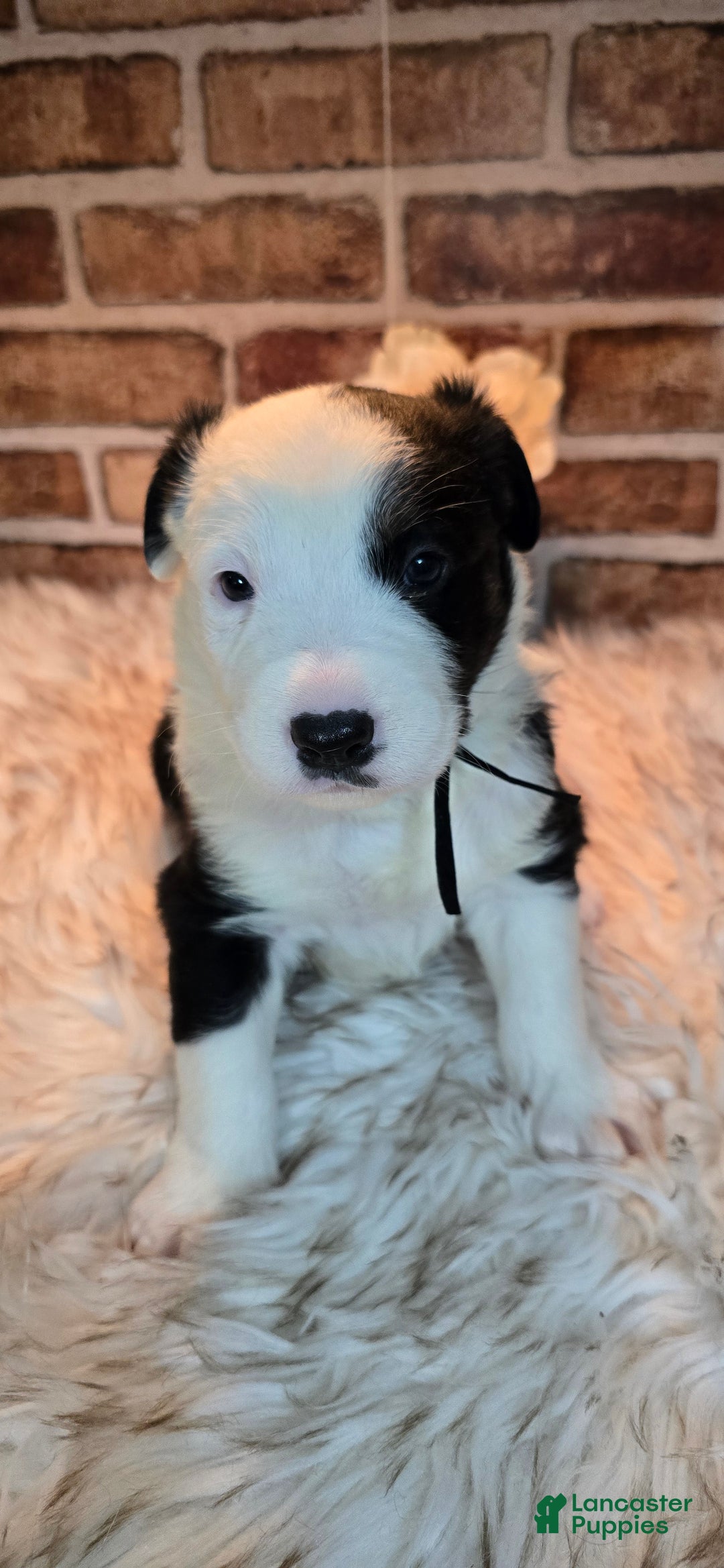 Mixed Breed dogs for sale: Willow - Ad 19