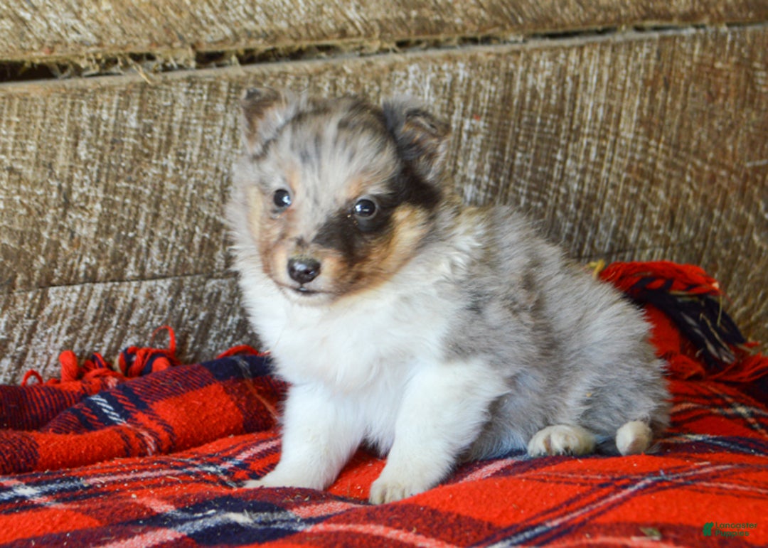 Sheltiedoodle dogs for sale: Eddie - Ad 1