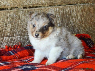 Sheltiedoodle dogs Eddie - Ad 6