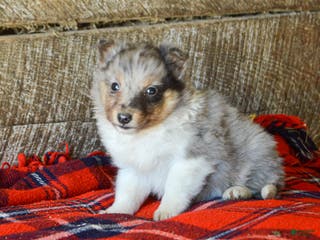 Sheltiedoodle dogs Eddie - Ad 8