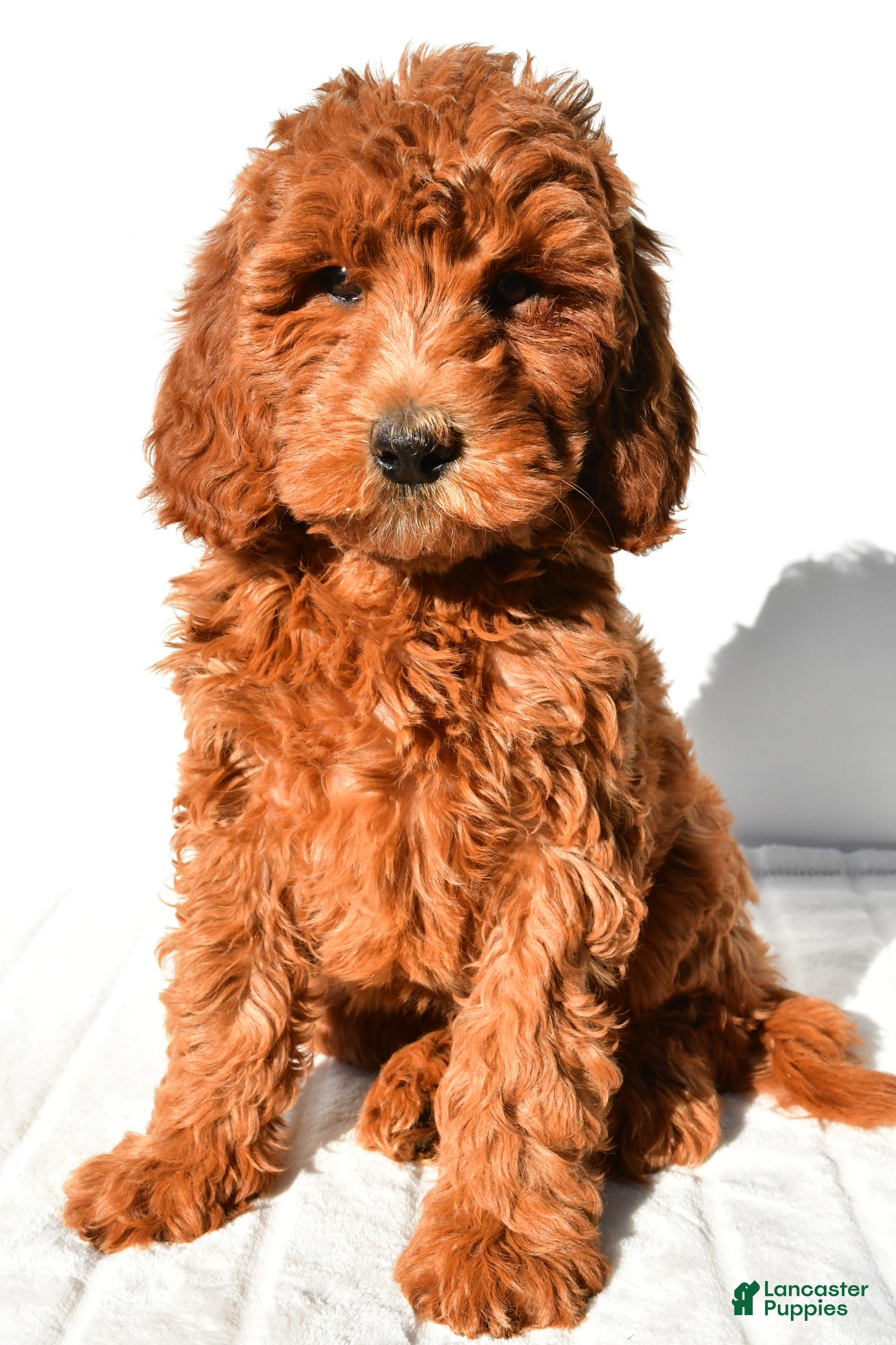Mini Goldendoodle dogs Amber - Ad 1