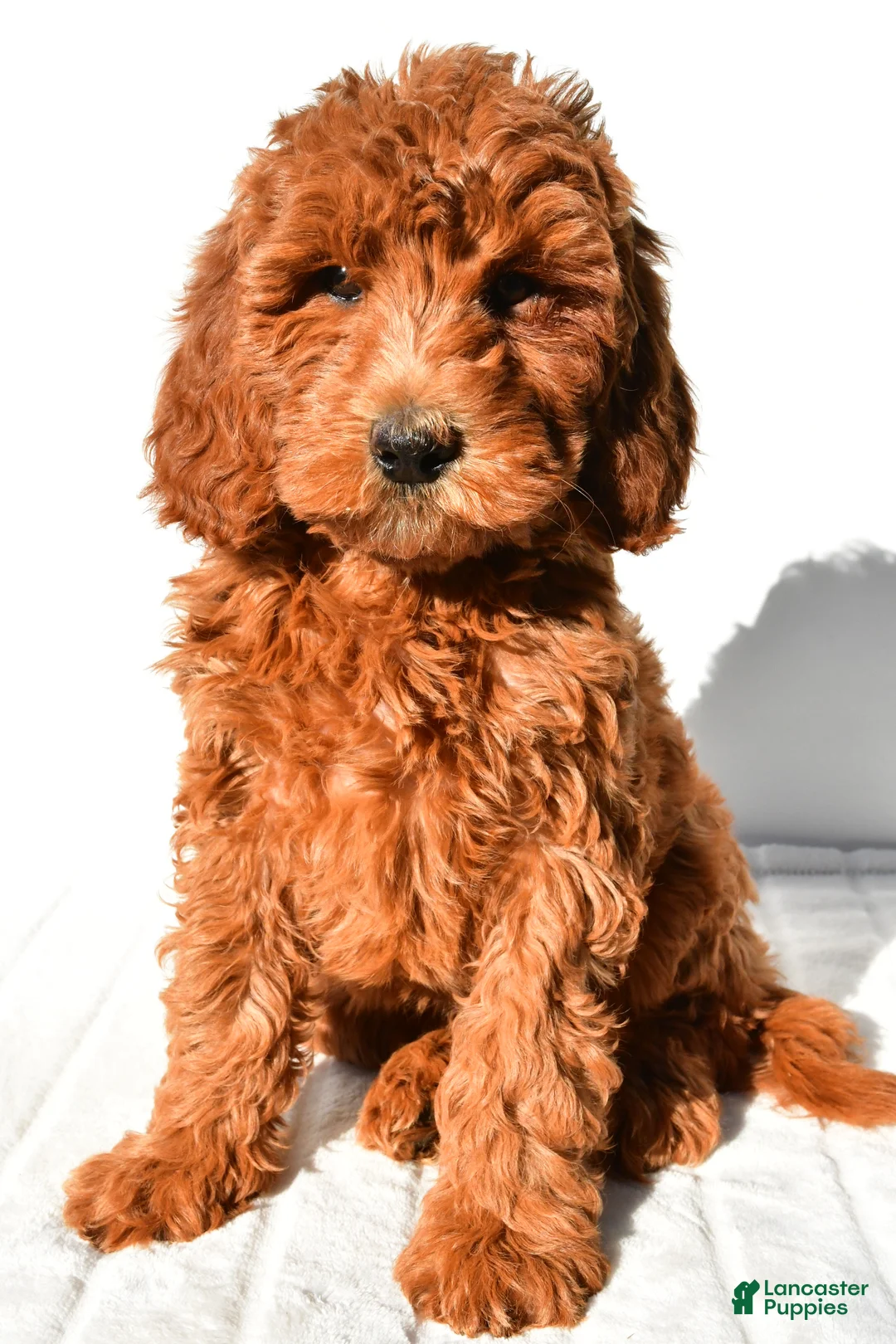 Mini Goldendoodle dogs for sale: Amber - Ad 1