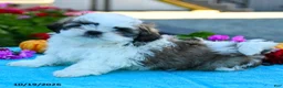Shih Tzu dogs for sale: Archie - Ad 5