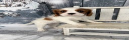 Cavalier King Charles Spaniel dogs for sale: Charlie - Ad 8