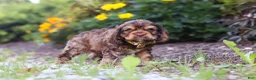 Cocker Spaniel dogs for sale: Maverick - Ad 3