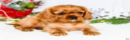 Cavalier King Charles Spaniel dogs for sale: Belle - Ad 11