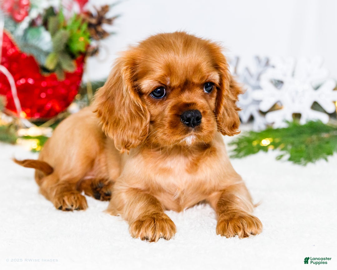 Cavalier King Charles Spaniel dogs for sale: Belle - Ad 11