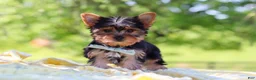 Yorkshire Terrier dogs for sale: Drake - Ad 8