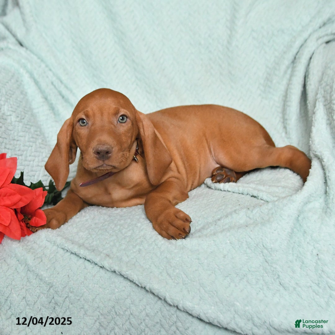 Vizsla dogs for sale: Riva - Ad 2